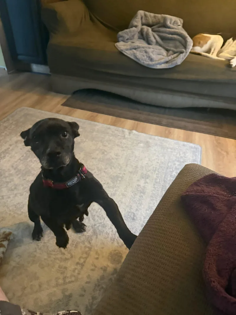 Sadie Mae thumbnail 3