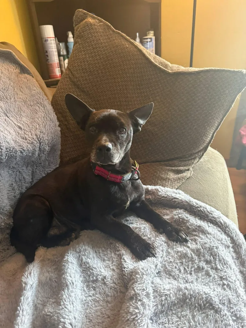 Sadie Mae thumbnail 4