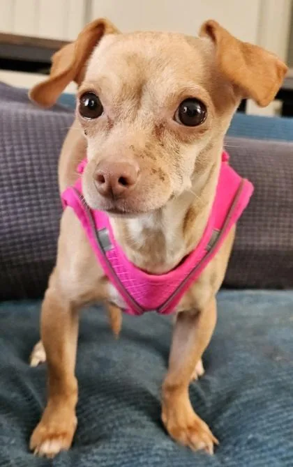 Elle