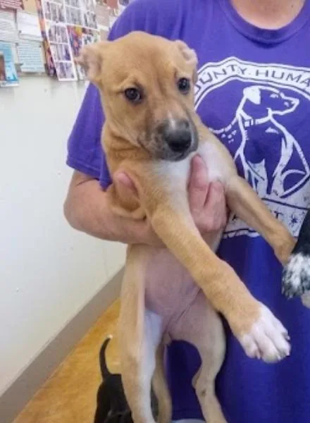 A young large-sized female Pit Bull Terrier dog named Meg for adoption in Austin, MN