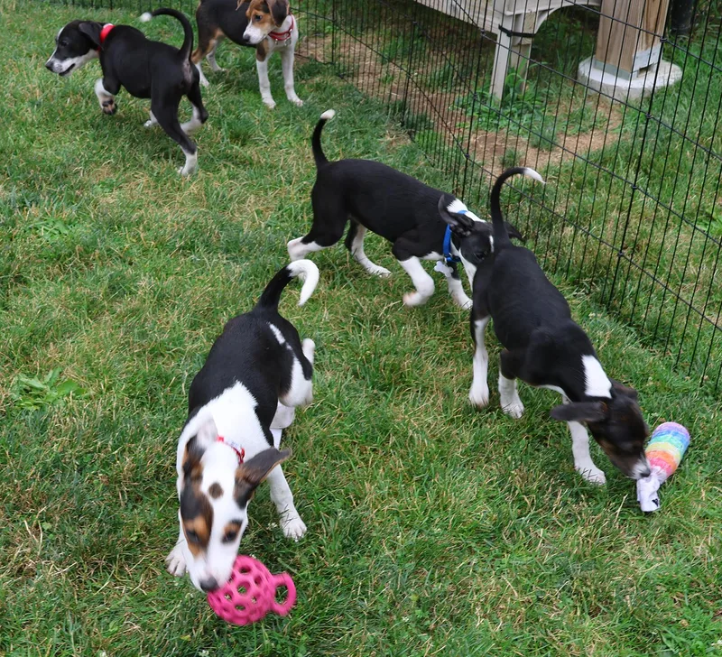 A young medium-sized female Beagle dog named Dorothy for adoption in Harrison, NY