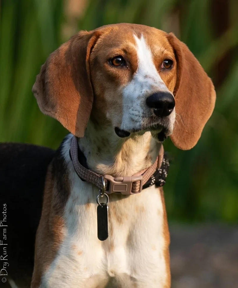 A young medium-sized female Tricolor (Brown, Black, & White) Beagle dog named Chrissy for adoption in Lexington, MA