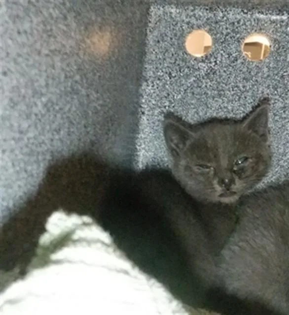 A baby small-sized male Domestic Short Hair cat named Chalk for adoption in San Jose, CA