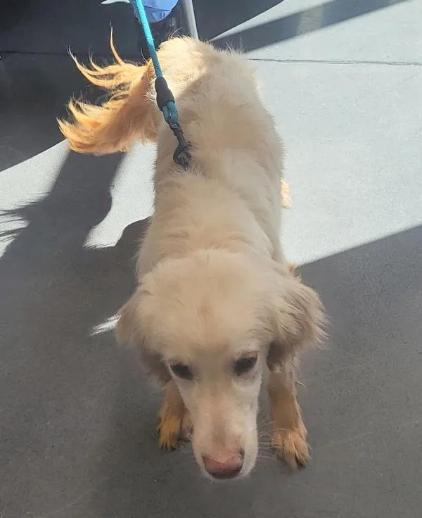 A young medium-sized male Golden Retriever dog named Ic  Air Bud for adoption in Lawrenceville, GA