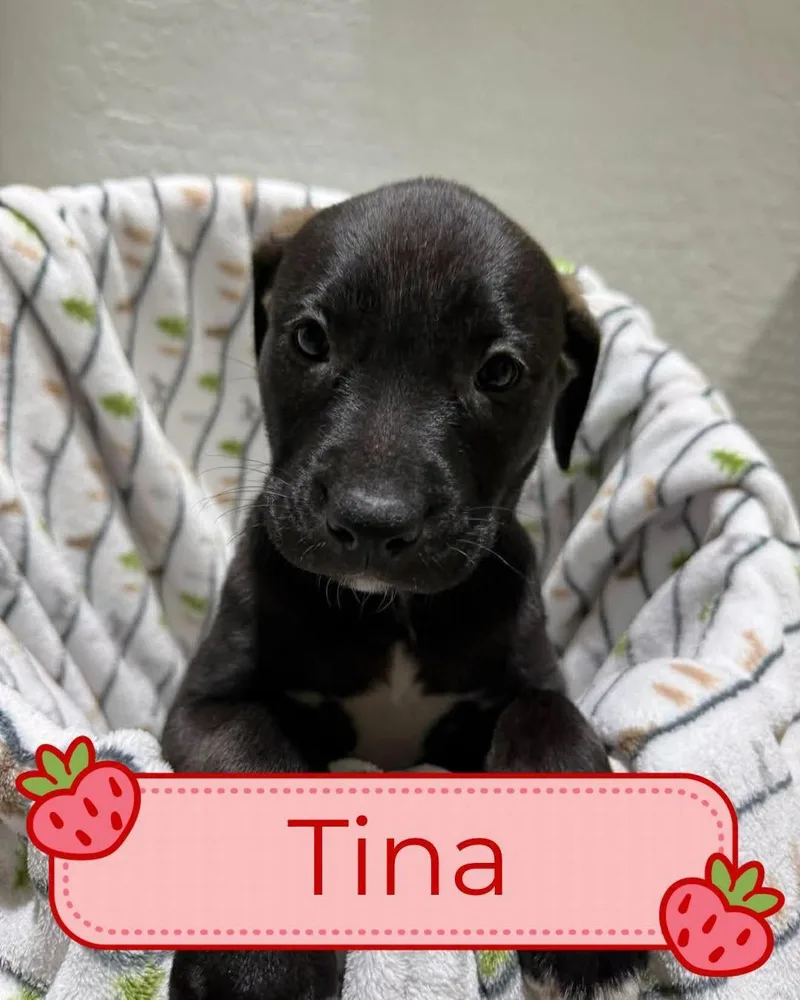 A young large-sized female Black Dutch Shepherd dog named Tori Puppies  Females for adoption in Glendale, AZ