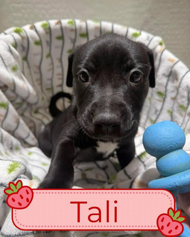 Tori Puppies  Females thumbnail 2