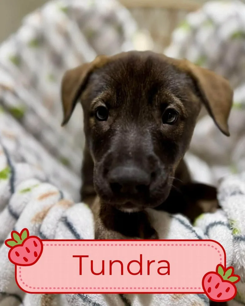 Tori Puppies  Females thumbnail 3