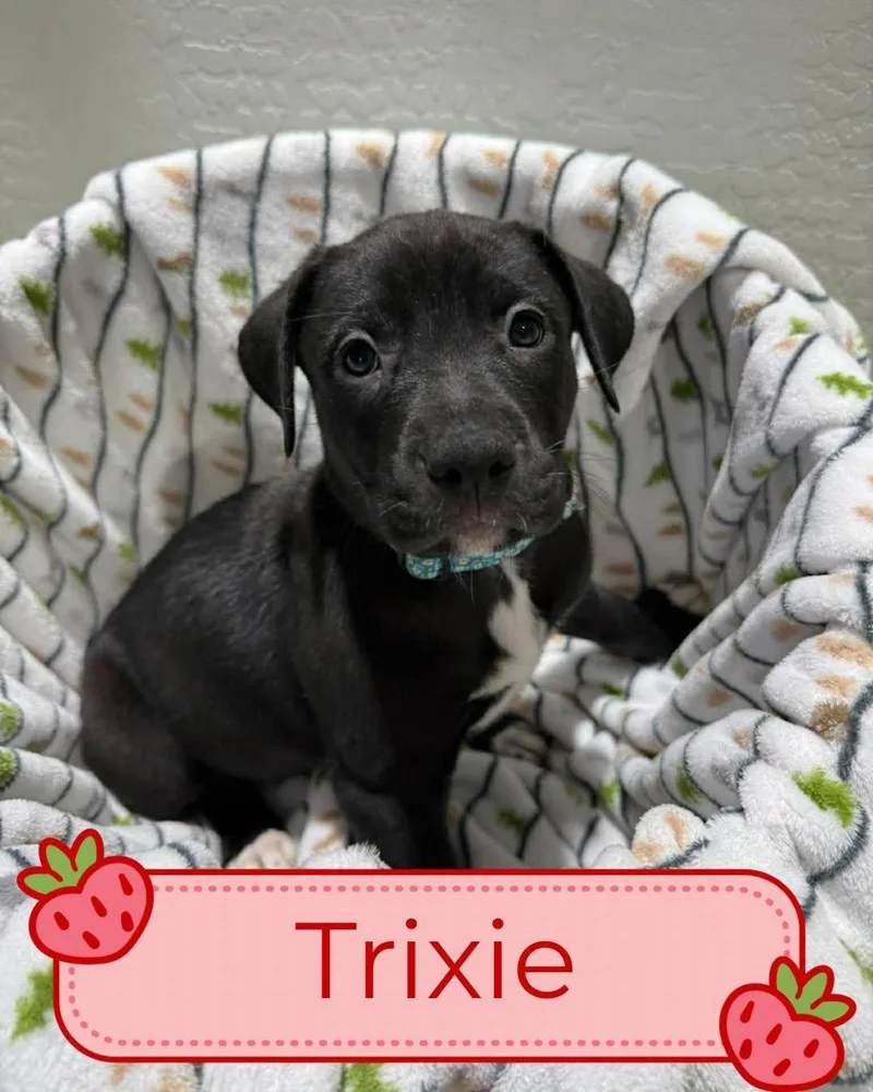 Tori Puppies  Females thumbnail 4
