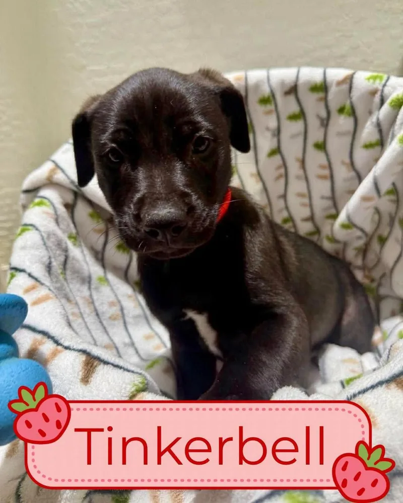 Tori Puppies  Females thumbnail 5