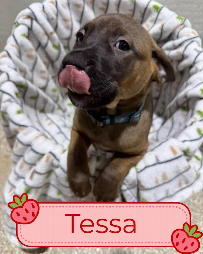 Tori Puppies  Females thumbnail 6