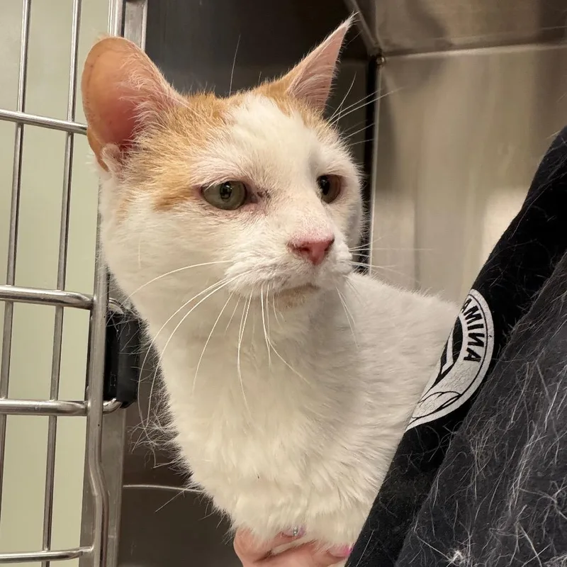 A senior large-sized female Buff / Tan / Fawn Domestic Short Hair cat named Kit for adoption in East Smithfield , PA