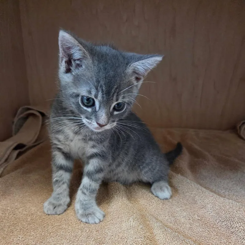 A baby small-sized female Gray / Blue / Silver Domestic Short Hair cat named Helga for adoption in Los Angeles, CA