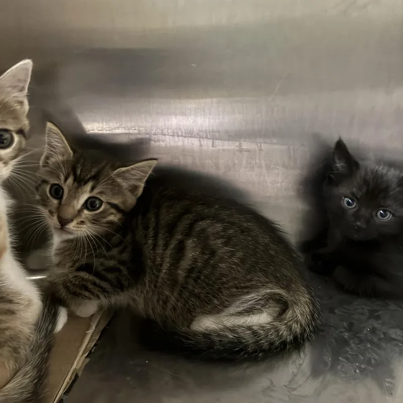 A baby small-sized male Brown / Chocolate Domestic Short Hair cat named Queso for adoption in Windsor, VA