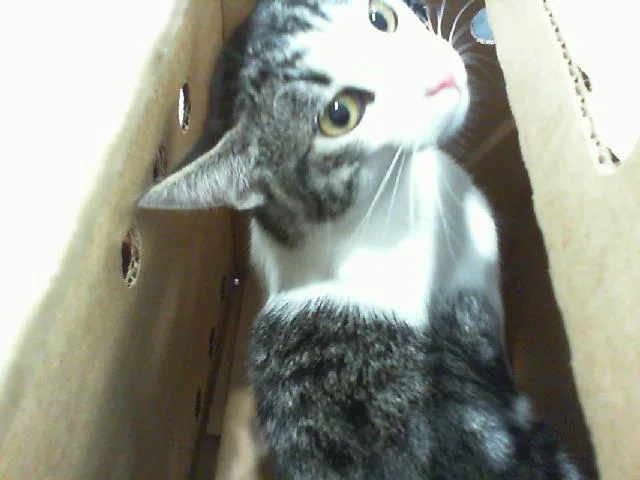 A young medium-sized male Domestic Short Hair cat named Mooki for adoption in Charlotte, NC