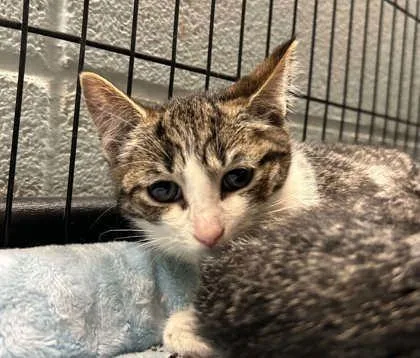 A baby small-sized female Domestic Short Hair cat named Chloe for adoption in Munster, IN
