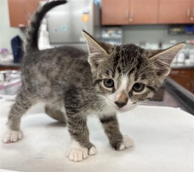 A baby small-sized male Domestic Medium Hair cat named Wilbur for adoption in Rancho Cucamonga, CA