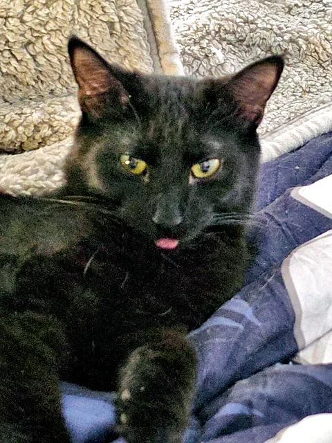 A young medium-sized male Black Domestic Short Hair cat named Brownie for adoption in Pittsburgh, PA