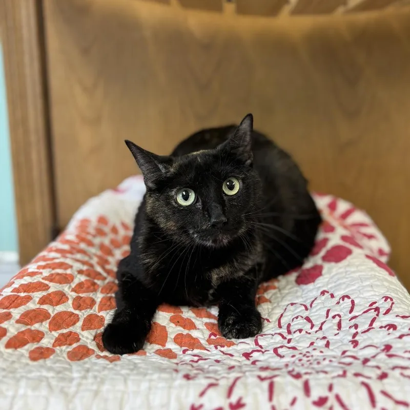 An adult medium-sized female Tortoiseshell Domestic Short Hair cat named Melinda for adoption in Fargo, ND