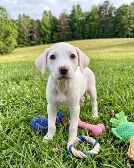 A baby medium-sized female Rat Terrier dog named Babe Miranda for adoption in Washington, DC