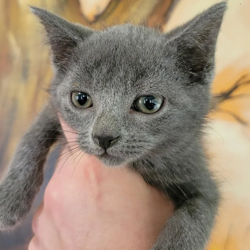 A baby small-sized female Gray / Blue / Silver Domestic Short Hair cat named Tilly for adoption in Spencer, IA
