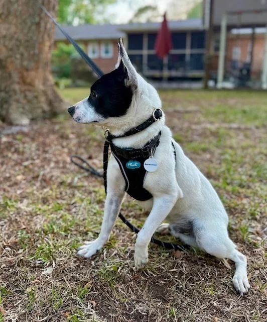 A young small-sized male Terrier dog named Bandit for adoption in Willingboro, NJ