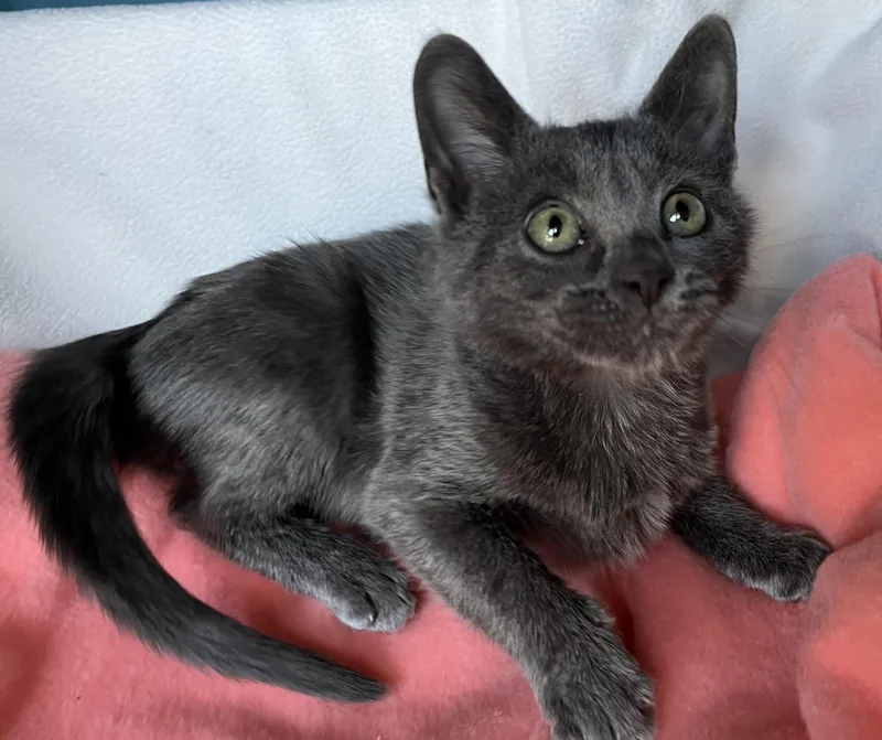 A baby medium-sized male Russian Blue cat named Gabriel for adoption in Lyle, WA