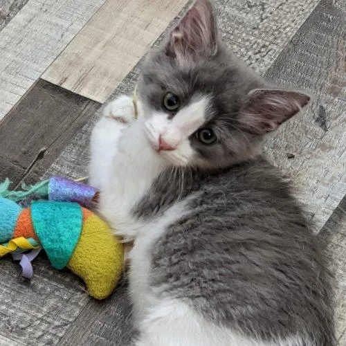 A baby small-sized male Domestic Short Hair cat named Corduroy for adoption in Kenosha, WI