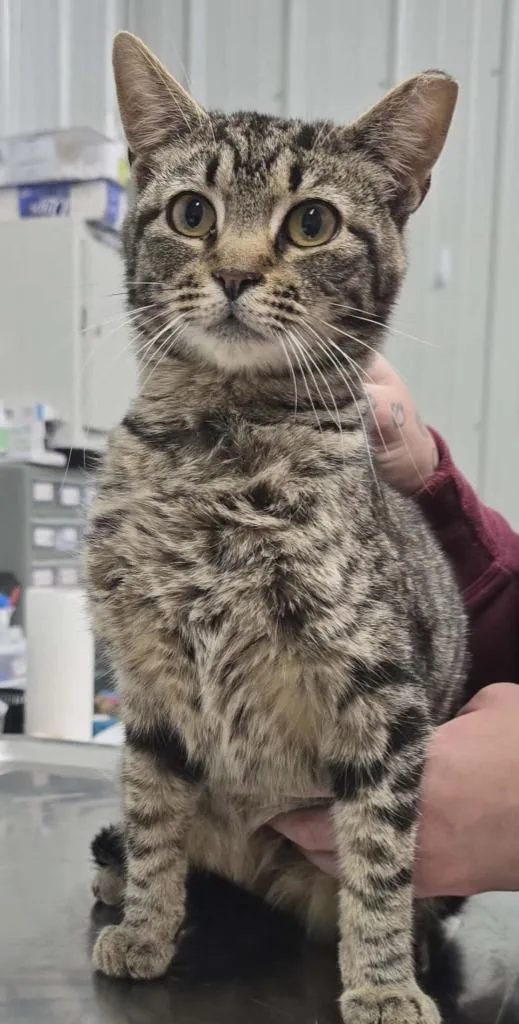 A baby medium-sized male Domestic Short Hair cat named Linus for adoption in Hillsdale, IN