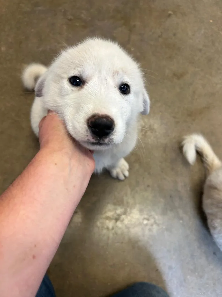 A baby small-sized female Great Pyrenees dog named Felicia for adoption in Lockhart, TX