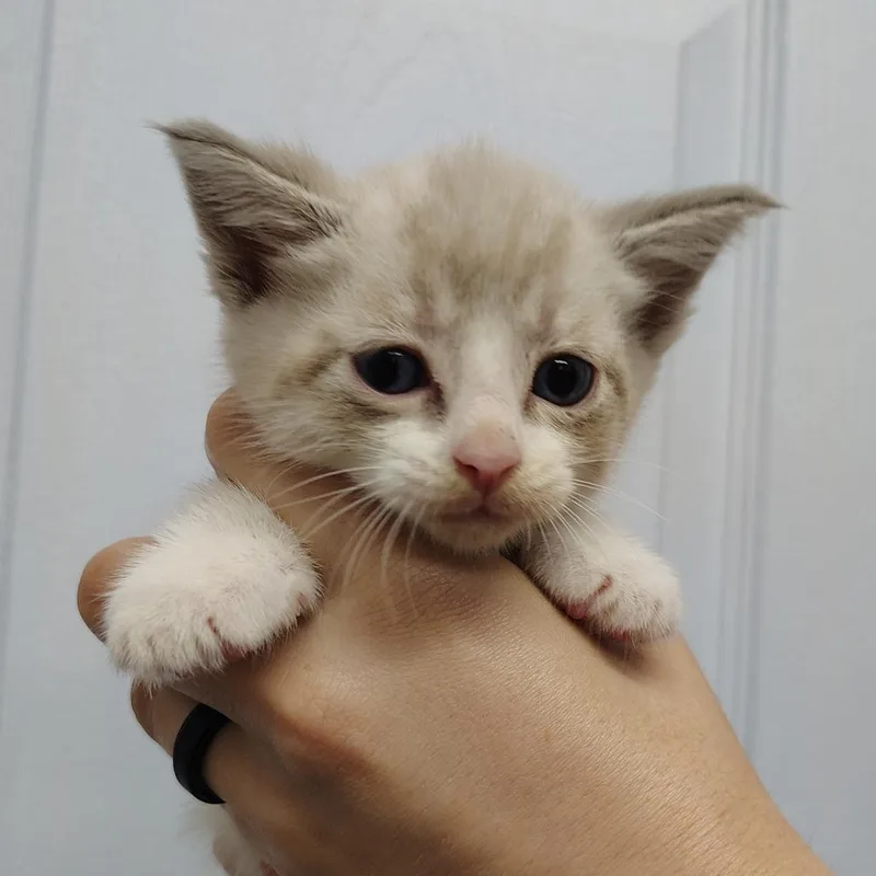 A baby small-sized male White Domestic Short Hair cat named Kodiak for adoption in Springtown, TX