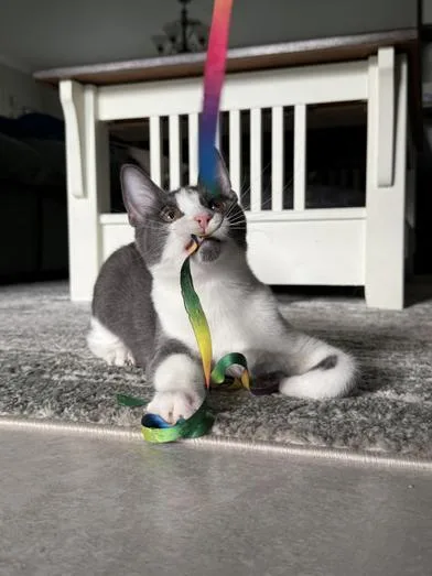 A baby medium-sized female Gray & White Domestic Short Hair cat named Moro for adoption in Liverpool, TX