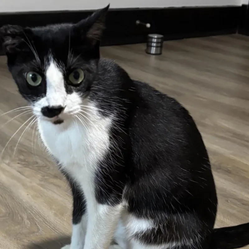 A senior small-sized male Black Domestic Short Hair cat named Patrick for adoption in Fayetteville, GA