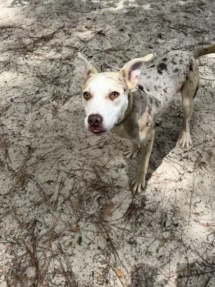 An adult large-sized male Catahoula Leopard Dog dog named Aspen for adoption in Brunswick, GA