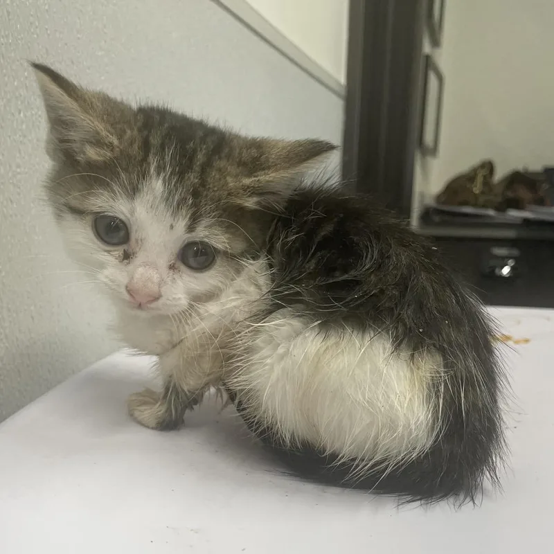 A baby small-sized female White Domestic Short Hair cat named Lux for adoption in Tampa, FL