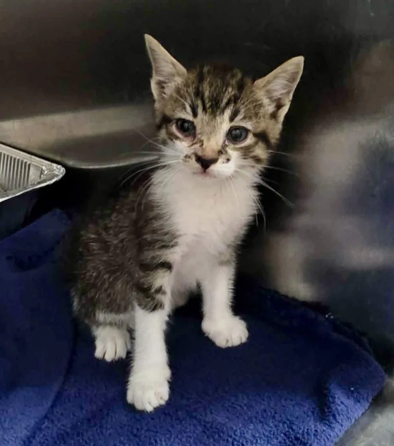 A baby medium-sized male Domestic Short Hair cat named Plas for adoption in Detroit Lakes, MN