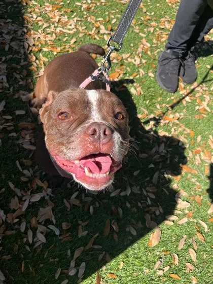 A senior medium-sized female English Bulldog dog named Noni for adoption in North Miami Beach, FL