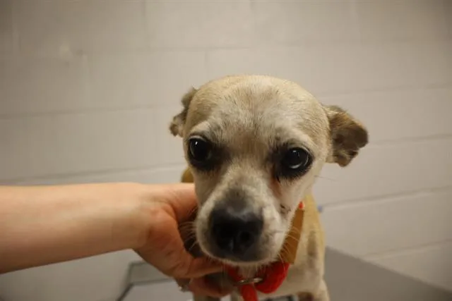 An adult small-sized male Mixed Breed dog named Juniper for adoption in Columbia, SC