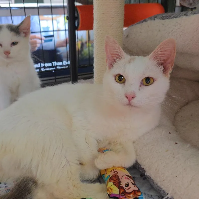 An adult medium-sized female White Domestic Short Hair cat named Geraldine for adoption in Fredericksburg, VA