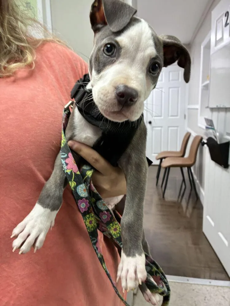 A baby small-sized male American Staffordshire Terrier dog named Rudy for adoption in Marietta, GA