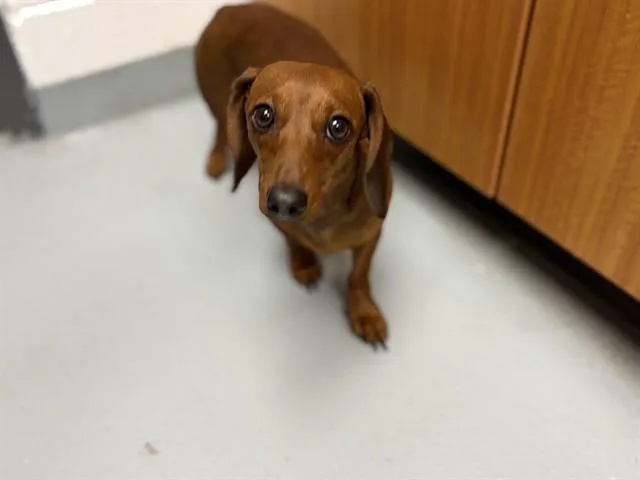 An adult small-sized female Dachshund dog named Salchicha for adoption in Saint Cloud, FL