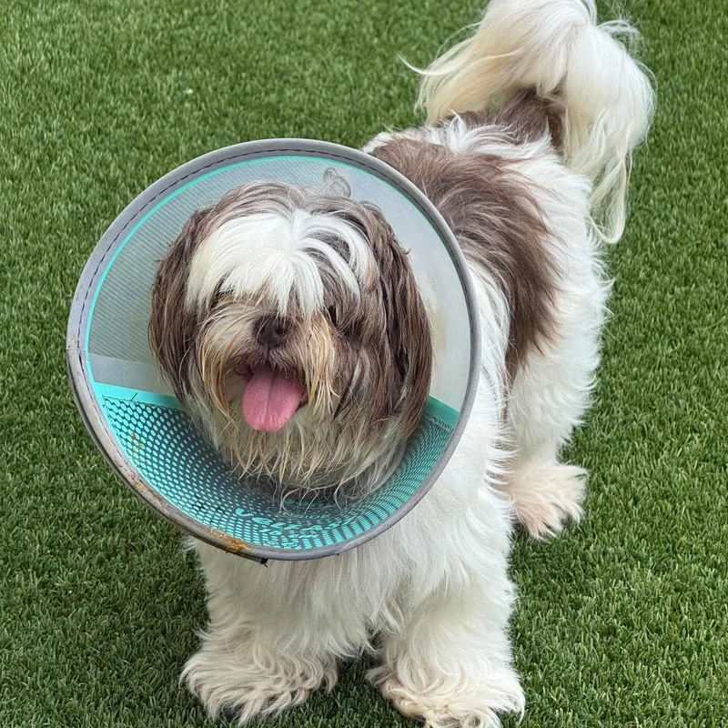 An adult small-sized female Brown / Chocolate Shih Tzu dog named Happy Chris for adoption in LOXAHATCHEE, FL