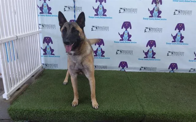 An adult medium-sized female Belgian Shepherd / Malinois dog named Pooka for adoption in Orlando, FL
