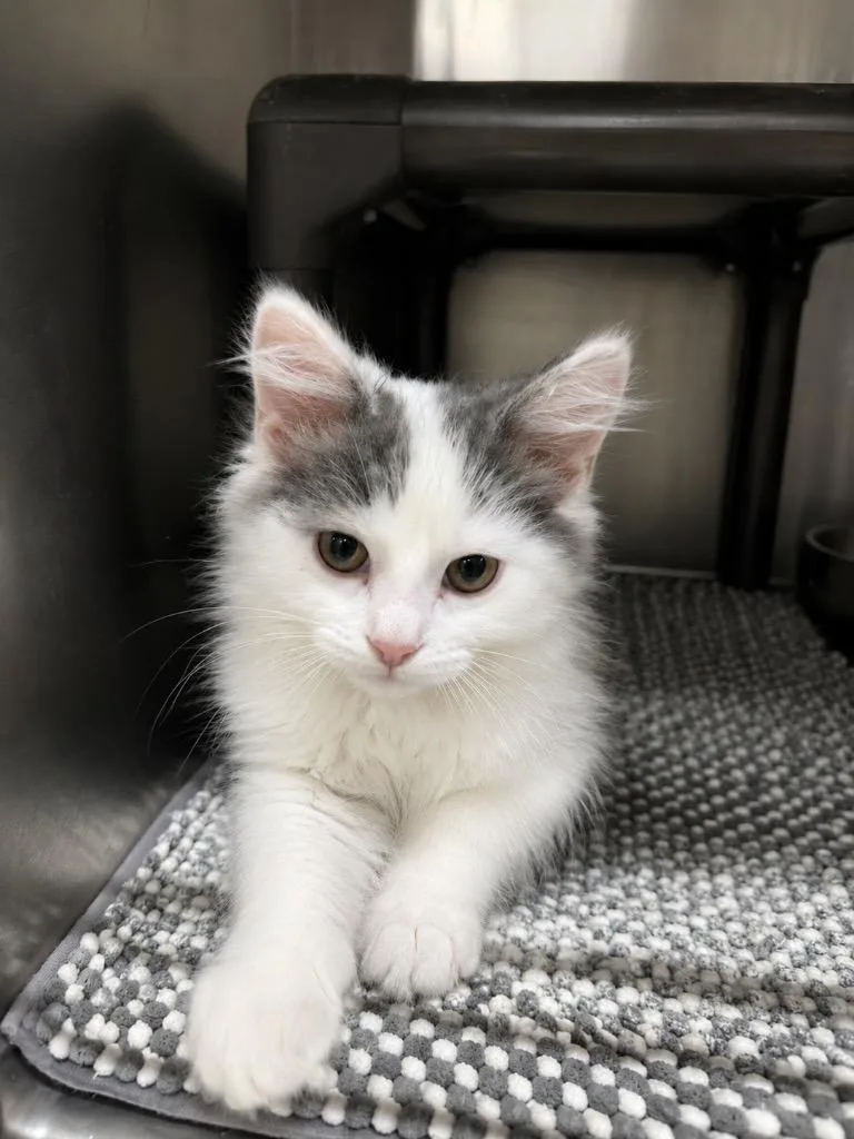 A baby medium-sized male Domestic Medium Hair cat named Gobstopper for adoption in Fort Lupton, CO