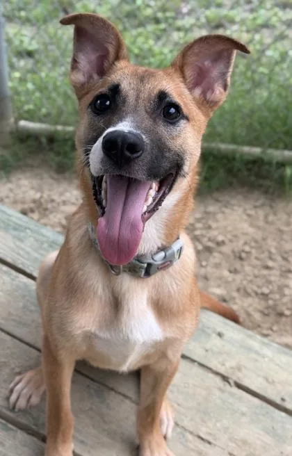 An adult medium-sized male Shepherd dog named Chevrolet for adoption in San Antonio, TX