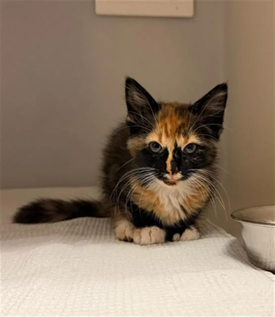 A baby small-sized female Domestic Medium Hair cat named Storm for adoption in Statesville, NC
