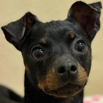 Tim Drake thumbnail 3