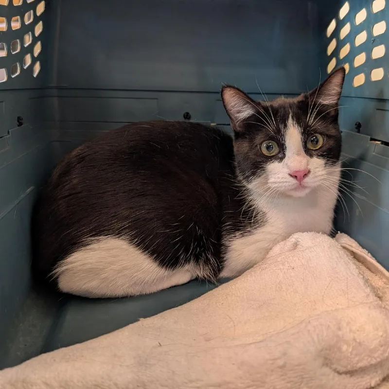 A young medium-sized female Black Domestic Short Hair cat named Alee for adoption in Pasadena, CA