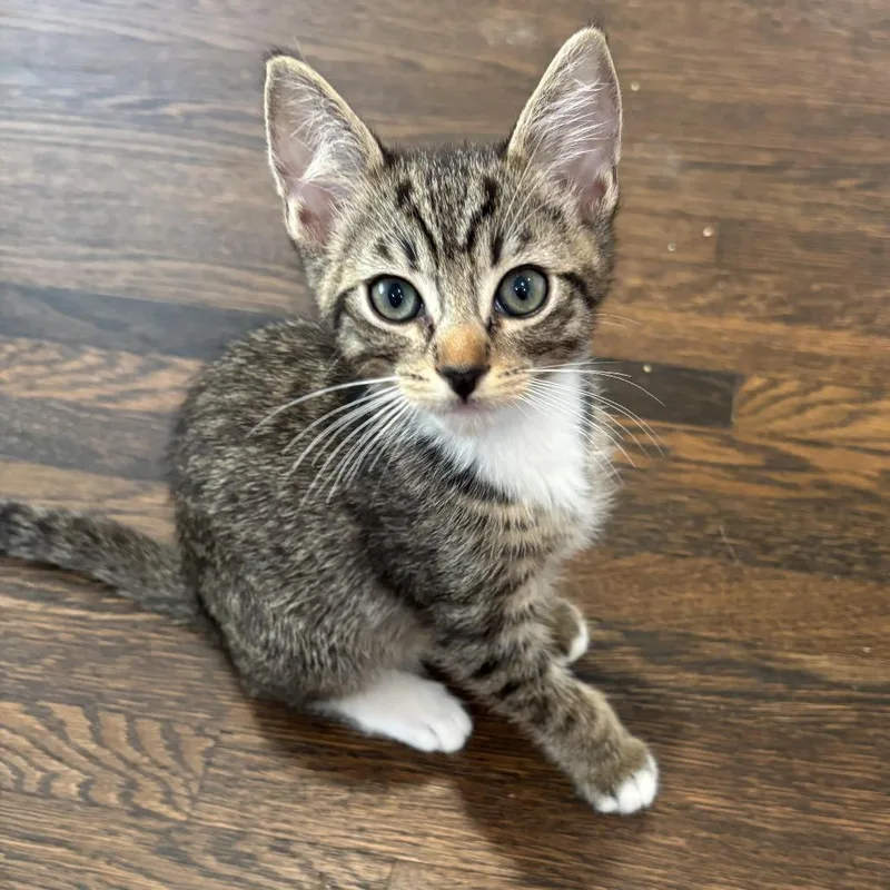 A baby small-sized male Brown / Chocolate Domestic Short Hair cat named Ned for adoption in Los Angeles, CA