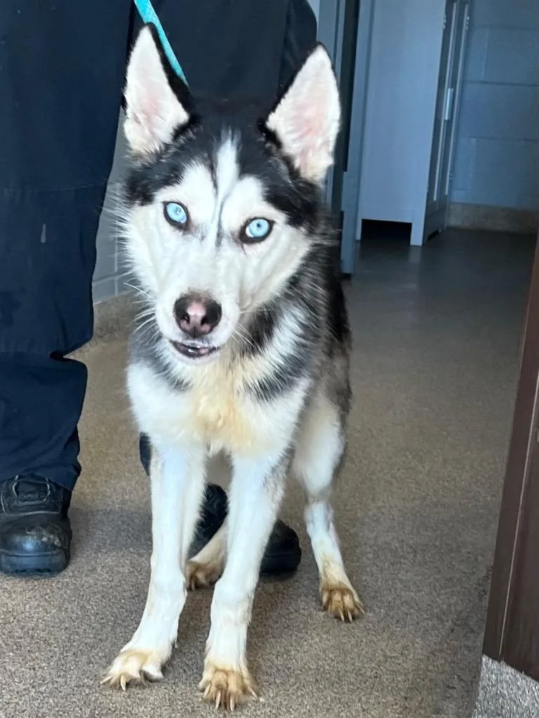 An adult medium-sized male Husky dog named Yukon for adoption in Troy, OH