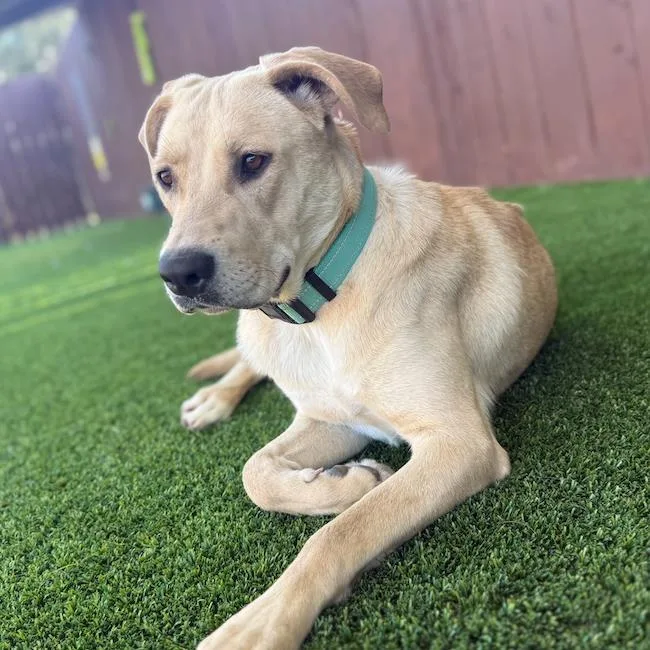 A young large-sized female Labrador Retriever dog named Baine for adoption in San Diego, CA